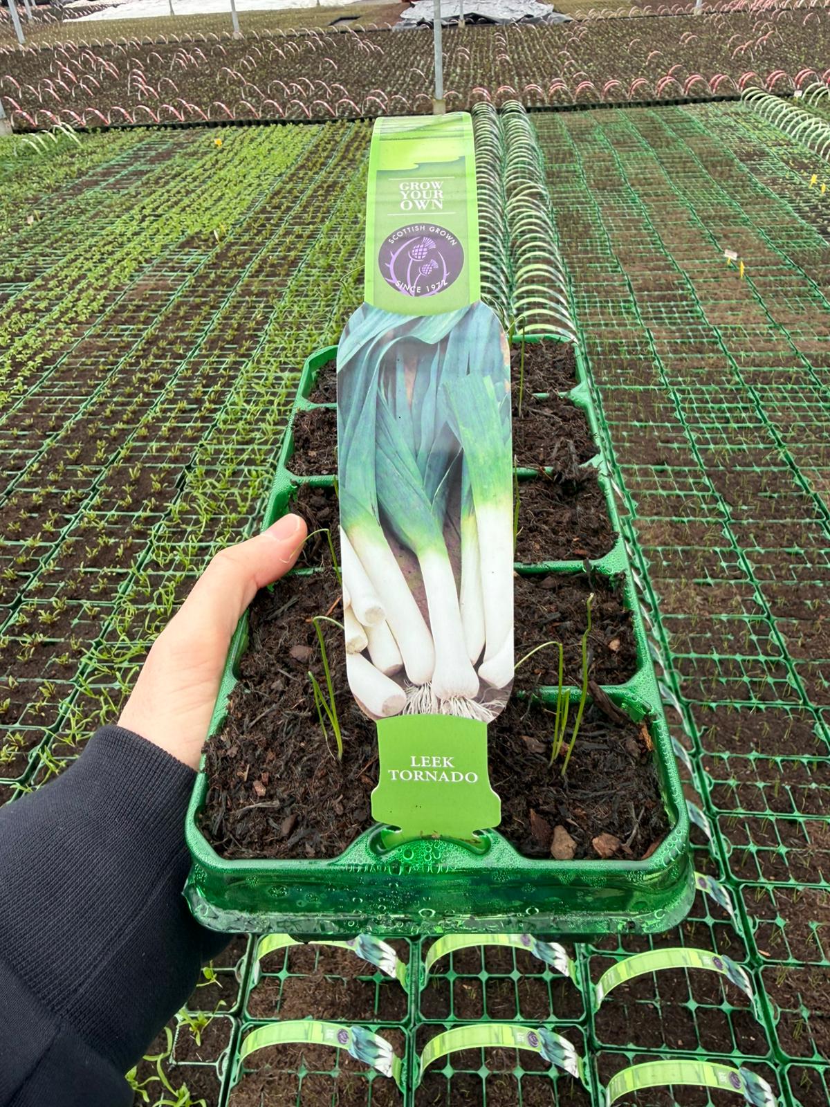 Picture of Leek Tornado