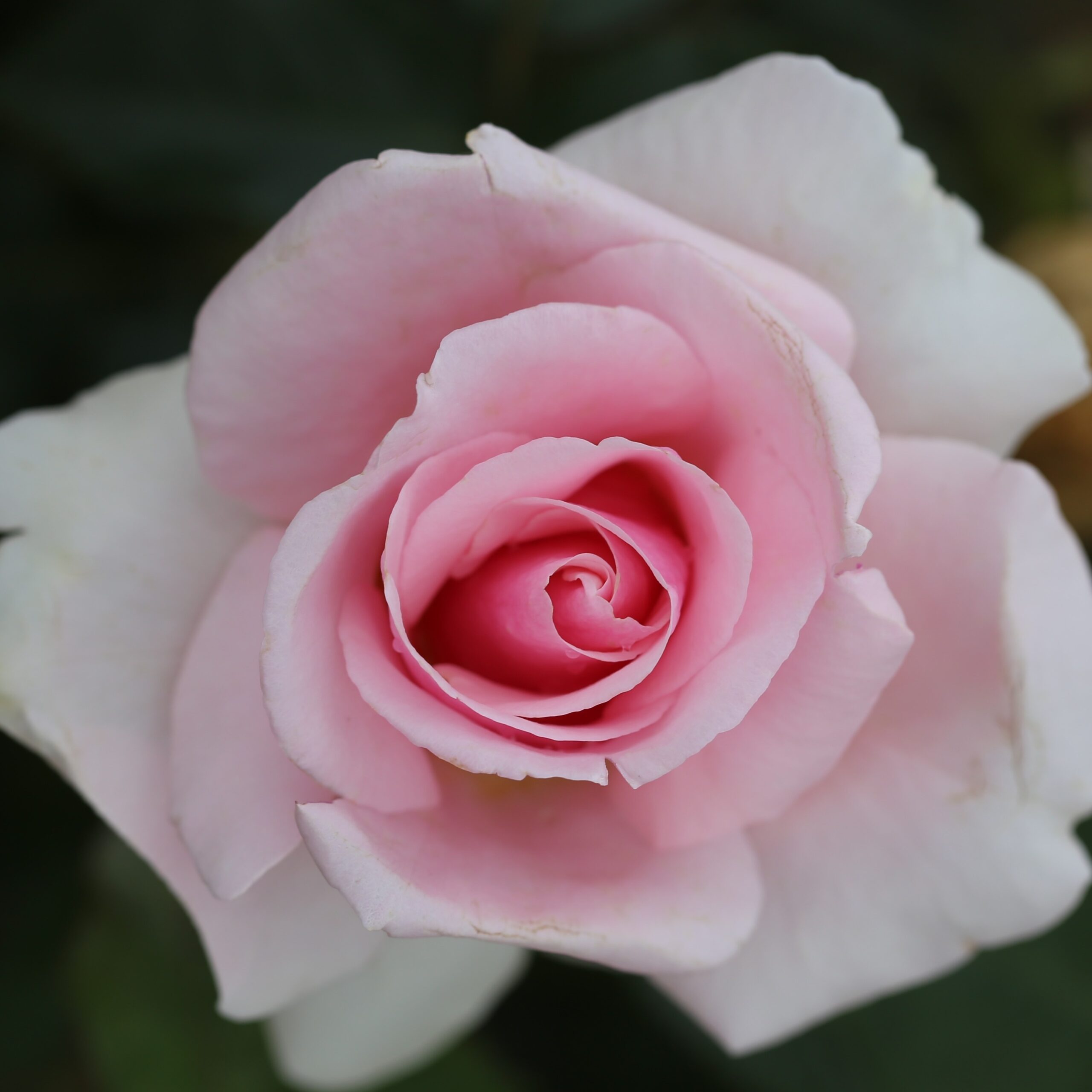 Picture of Bush Rose Let There Be Love