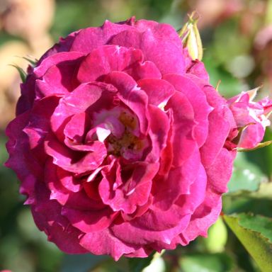 Picture of Bush Rose Lets Celebrate