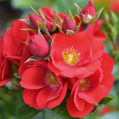Picture of Patio Rose Lots of Kisses