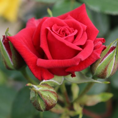 Picture of Climbing Rose Love Knot