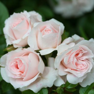 Picture of Patio Rose Lovely Bride