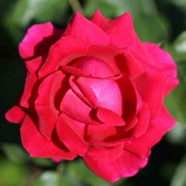 Picture of Bush Rose Lovestruck