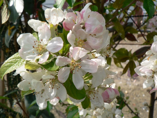 Picture of Malus Evereste