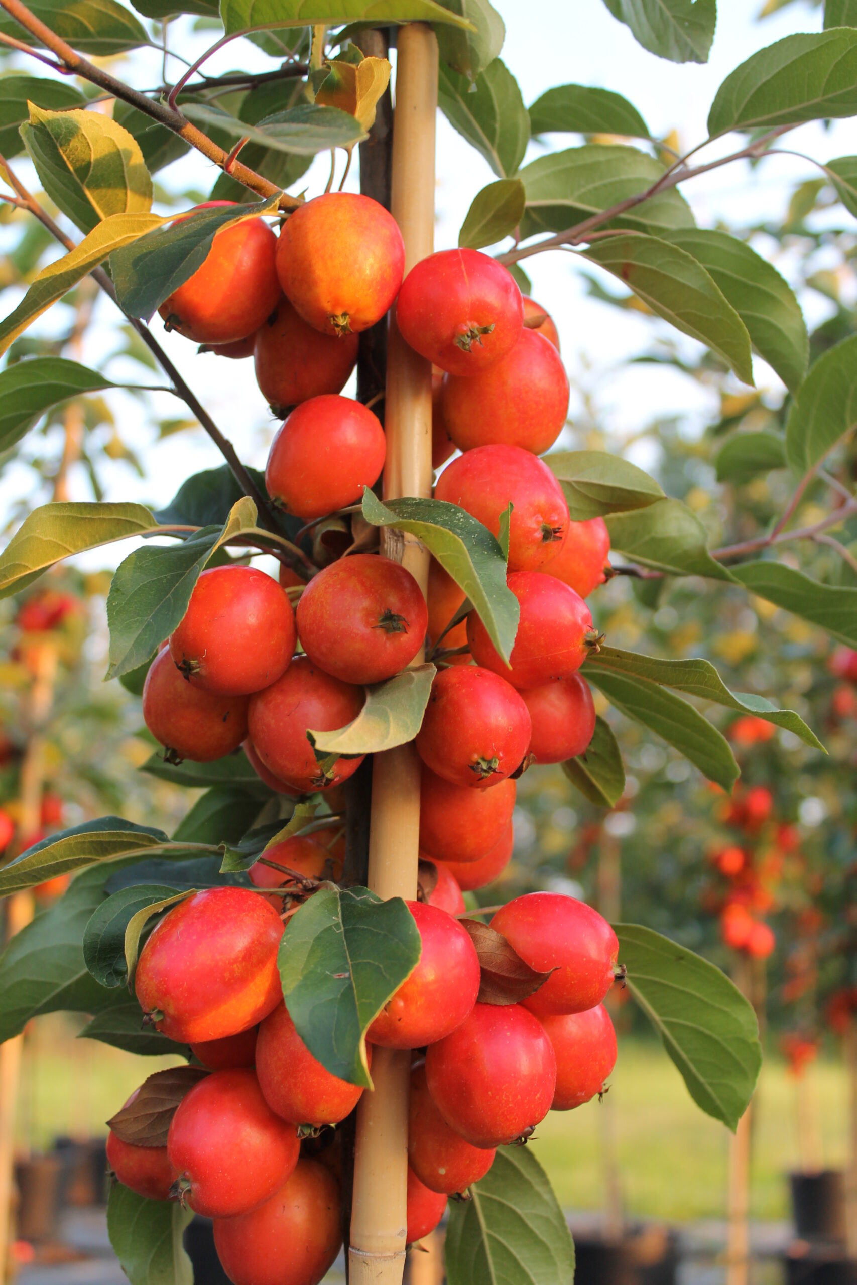 Picture of Malus John Downie