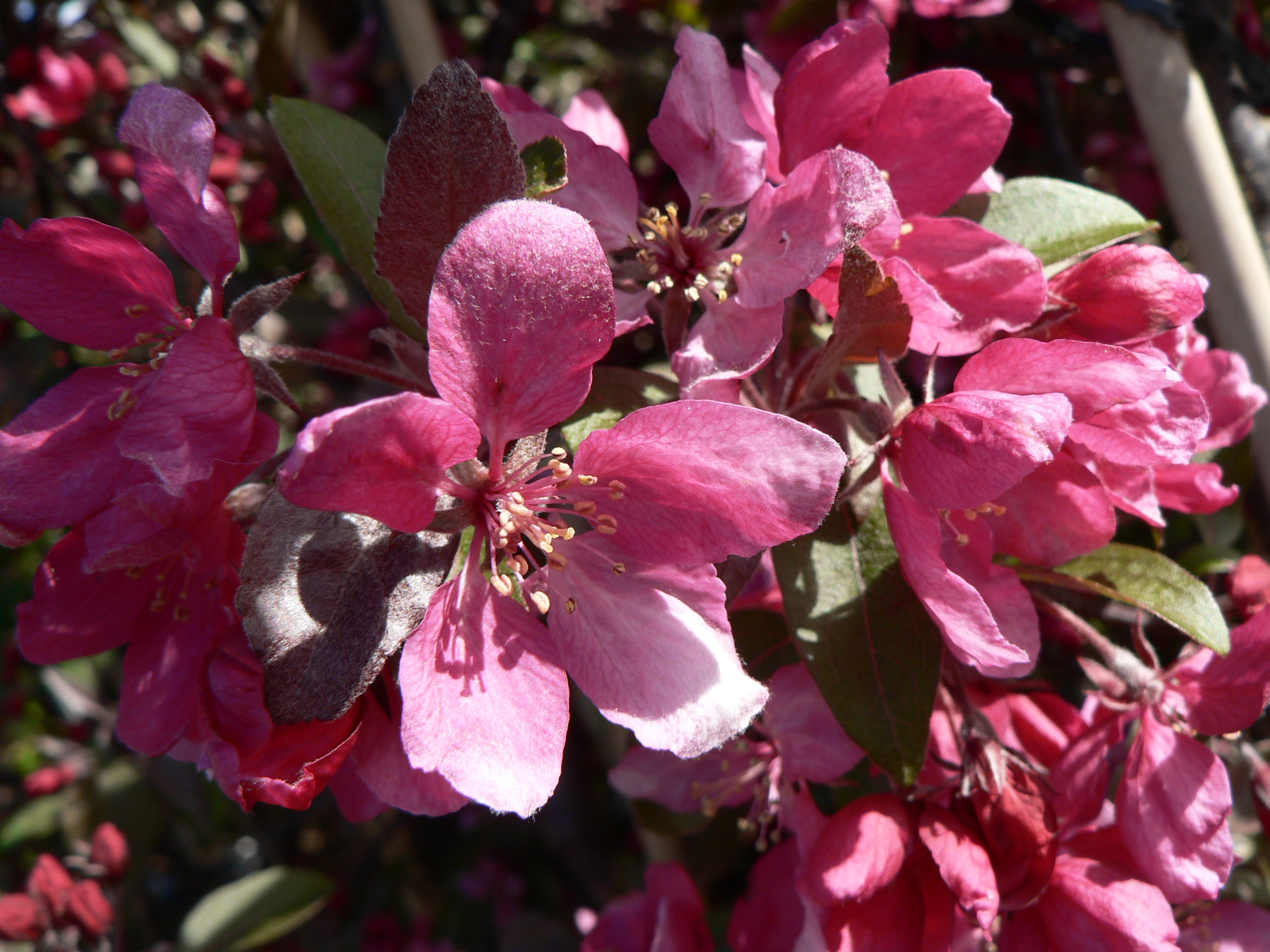Picture of Malus Profusion