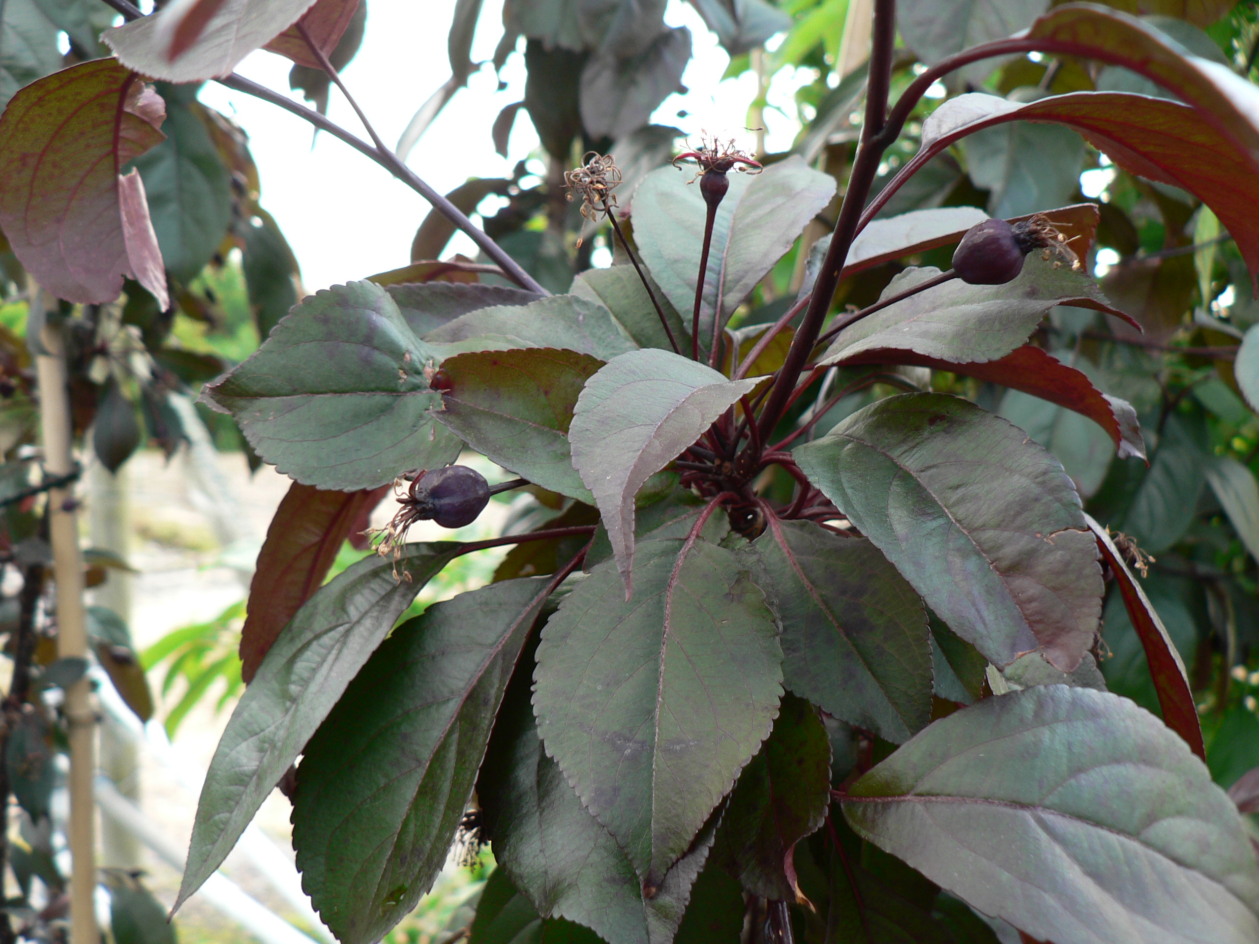 Picture of Malus Royalty