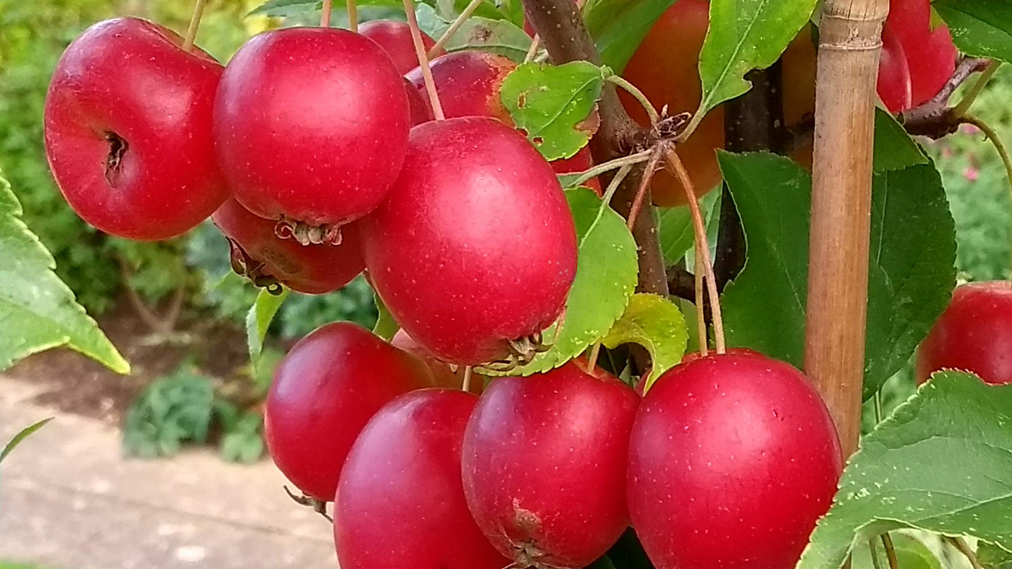 Picture of Malus x Robusta Fruitilicious
