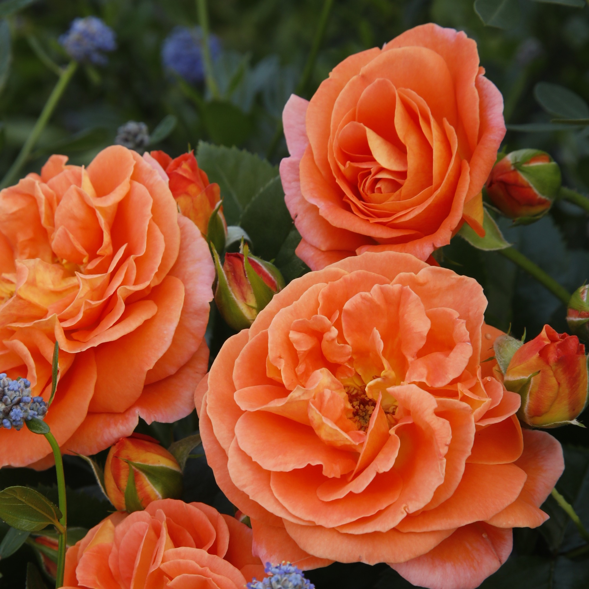 Picture of Std Rose Mango