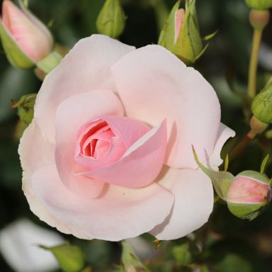 Picture of Bush Rose Many Happy Returns