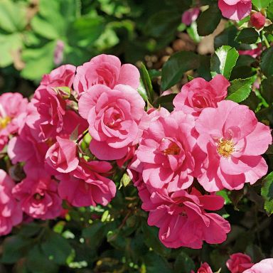 Picture of Patio Rose Medley Pink