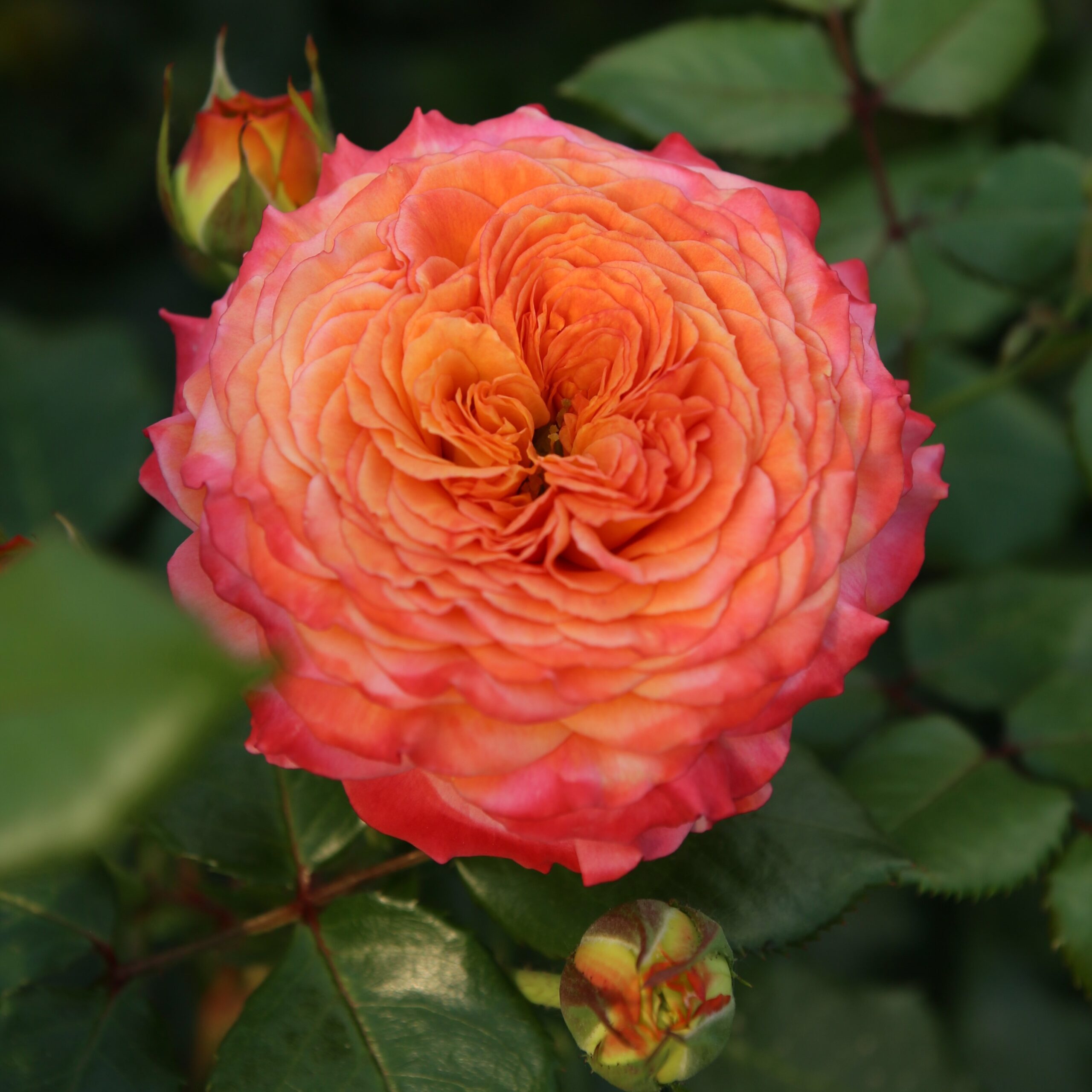 Picture of Bush Rose Meteor