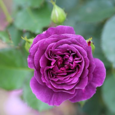 Picture of Bush Rose Minerva