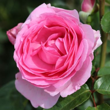 Picture of Bush Rose Mum in a Million