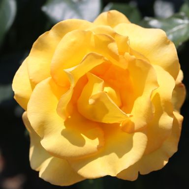 Picture of Bush Rose My Lovely Mum