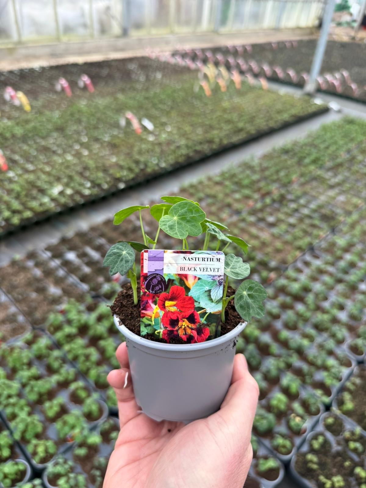 Picture of Nasturtium Black Velvet