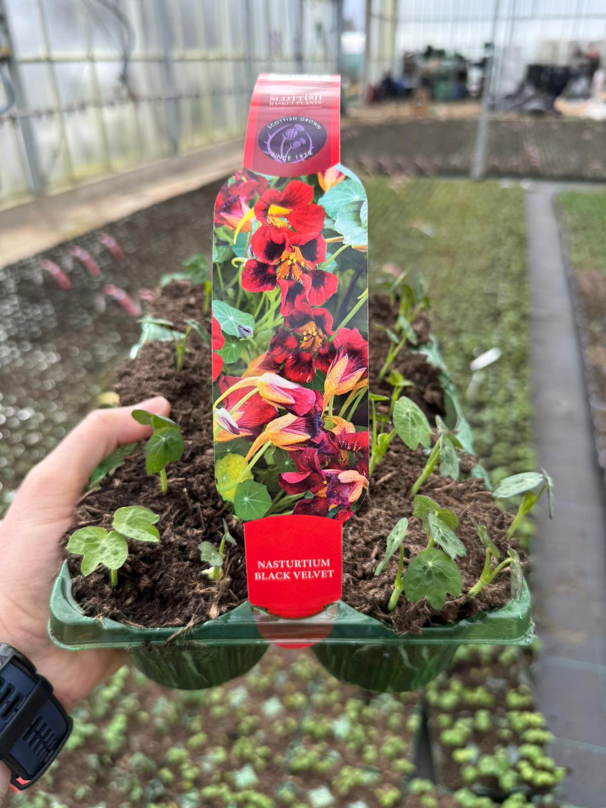 Picture of Nasturtium Black Velvet Carry Pack