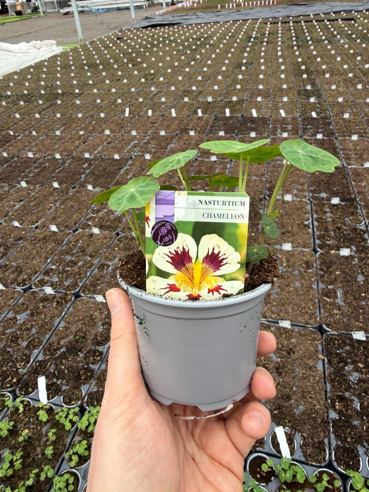 Picture of Nasturtium Chameleon