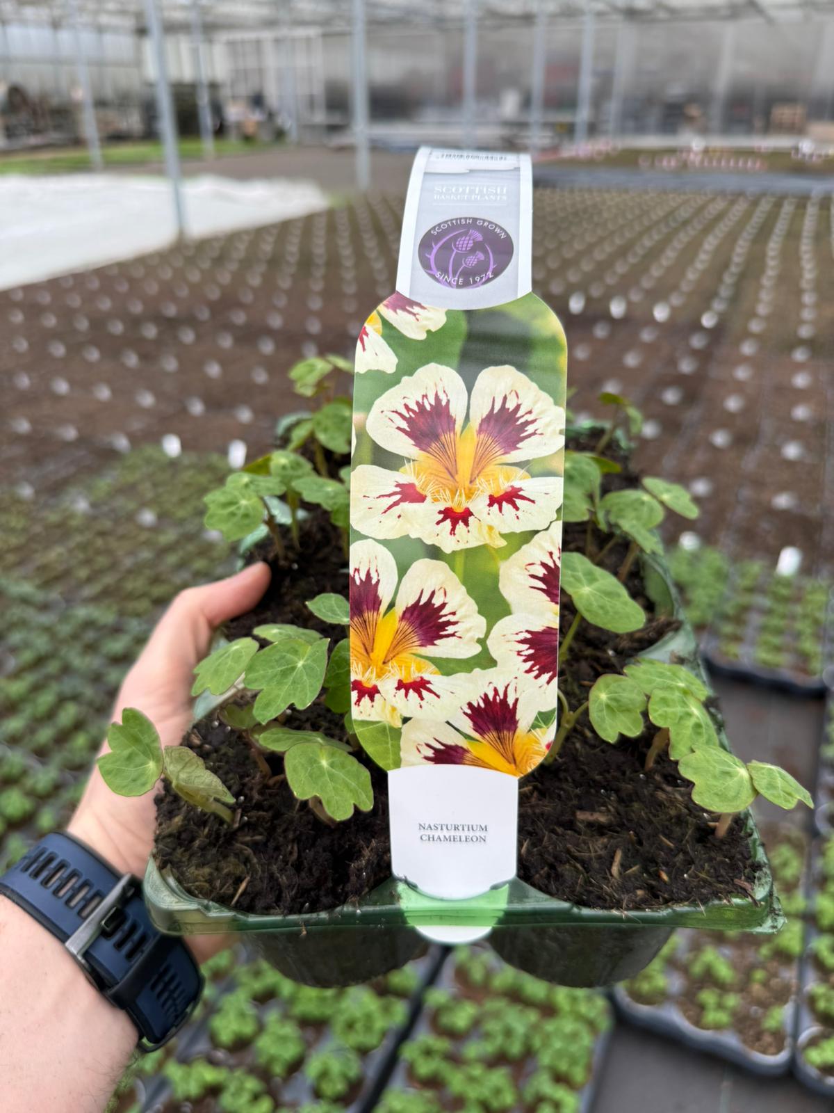 Picture of Nasturtium Chameleon Carry Pack