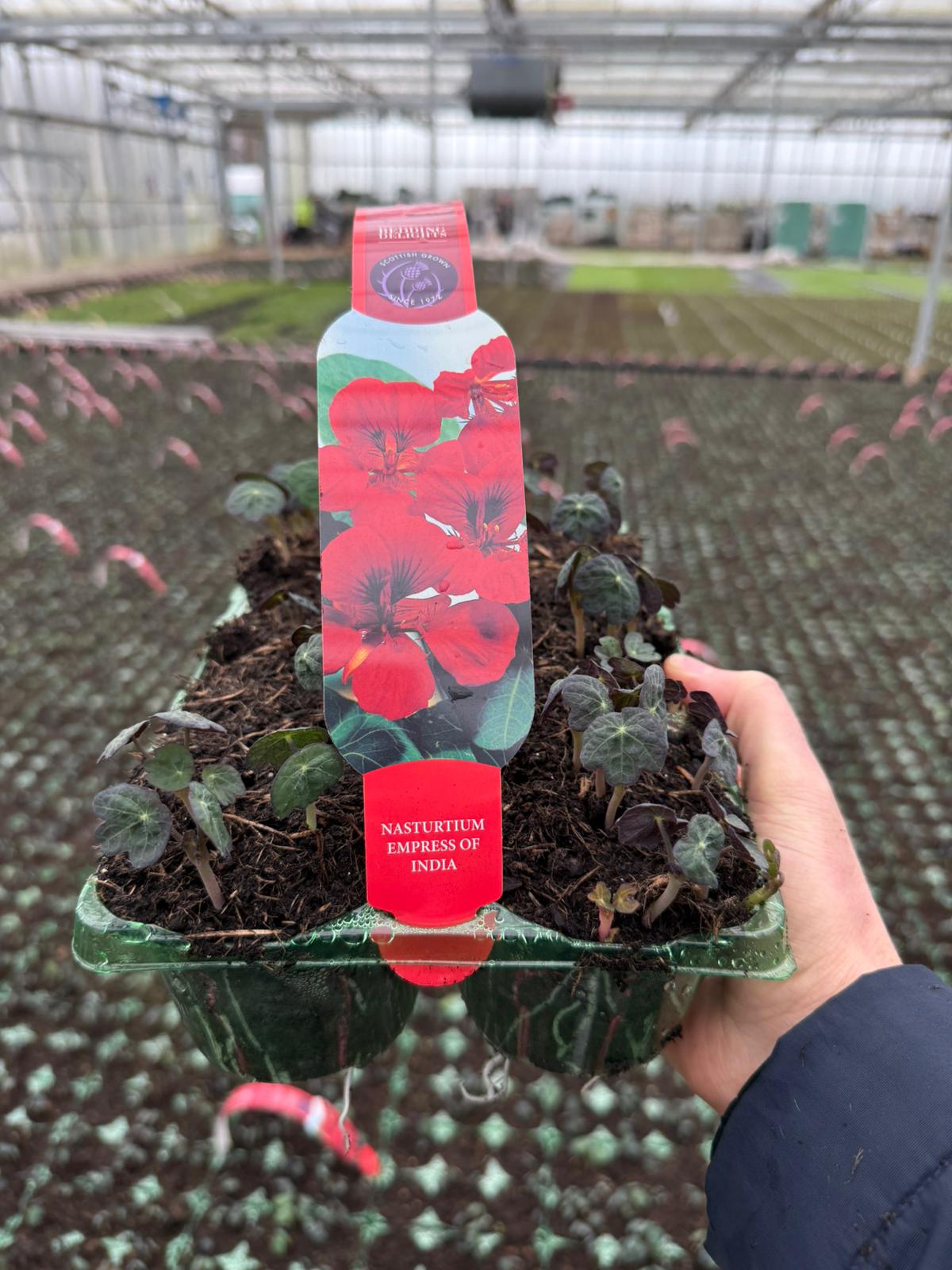 Picture of Nasturtium Empress of India Carry Pack