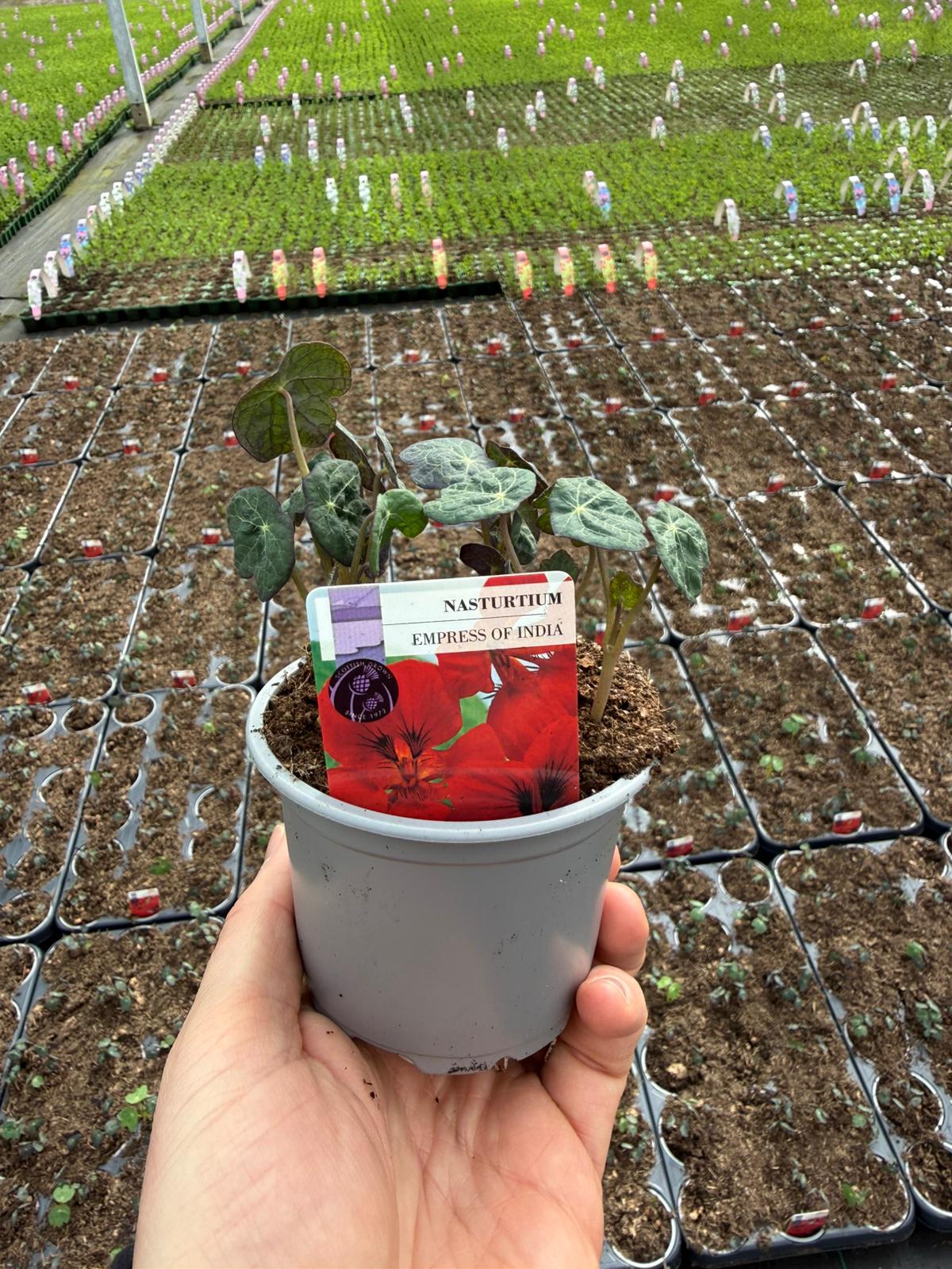 Picture of Nasturtium Empress of India