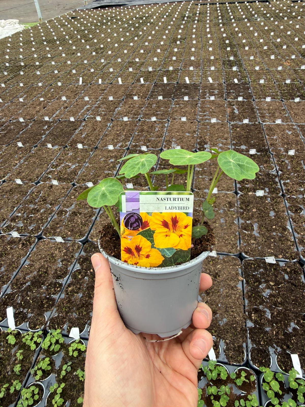 Picture of Nasturtium Ladybird Gold