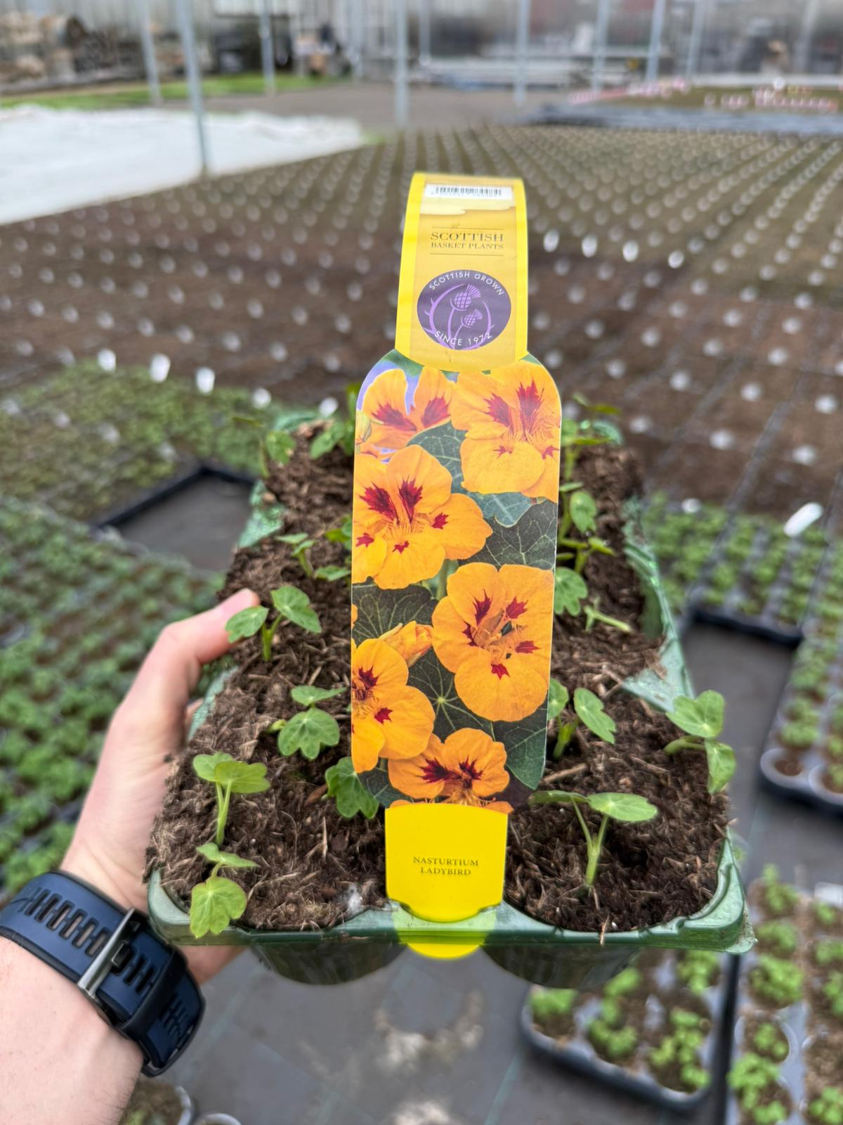 Picture of Nasturtium Ladybird Gold Carry Pack