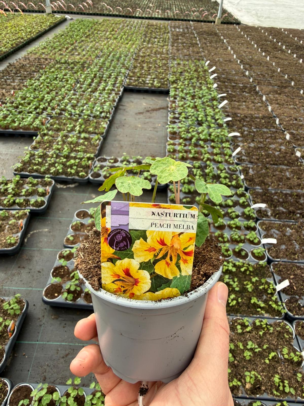 Picture of Nasturtium Peach Melba