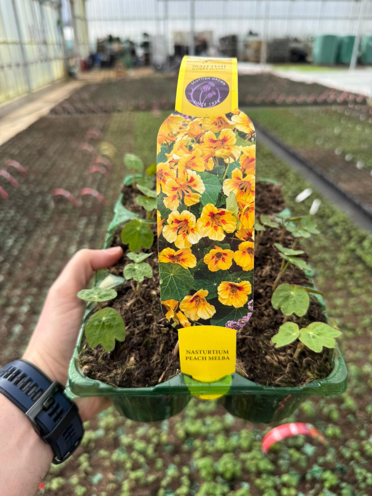 Picture of Nasturtium Peach Melba Carry Pack