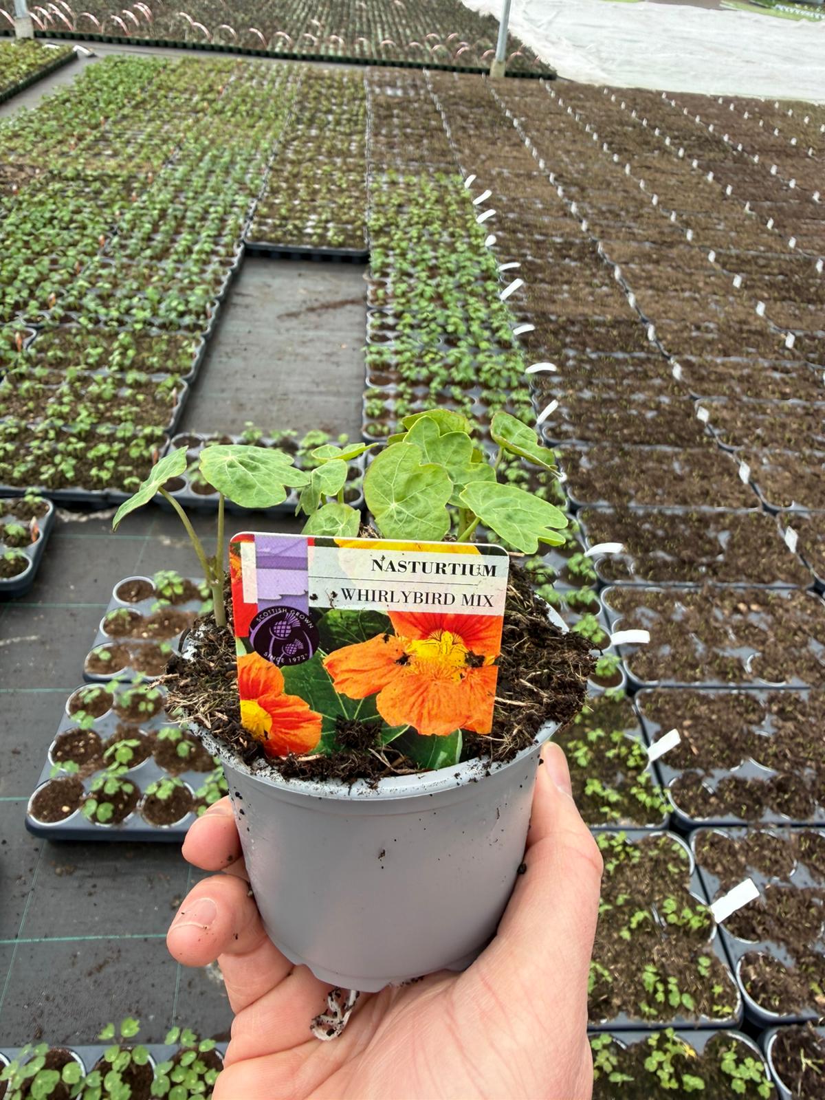 Picture of Nasturtium Whirlybird