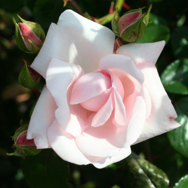 Picture of Climbing Rose New Dawn