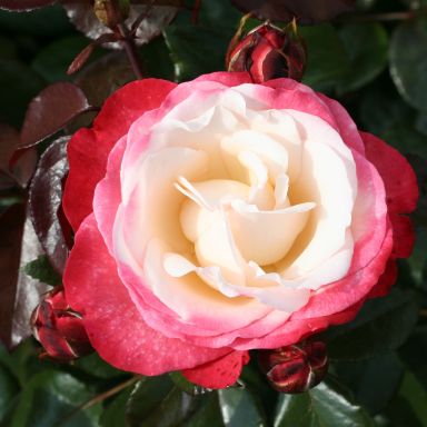 Picture of Bush Rose Nostalgia