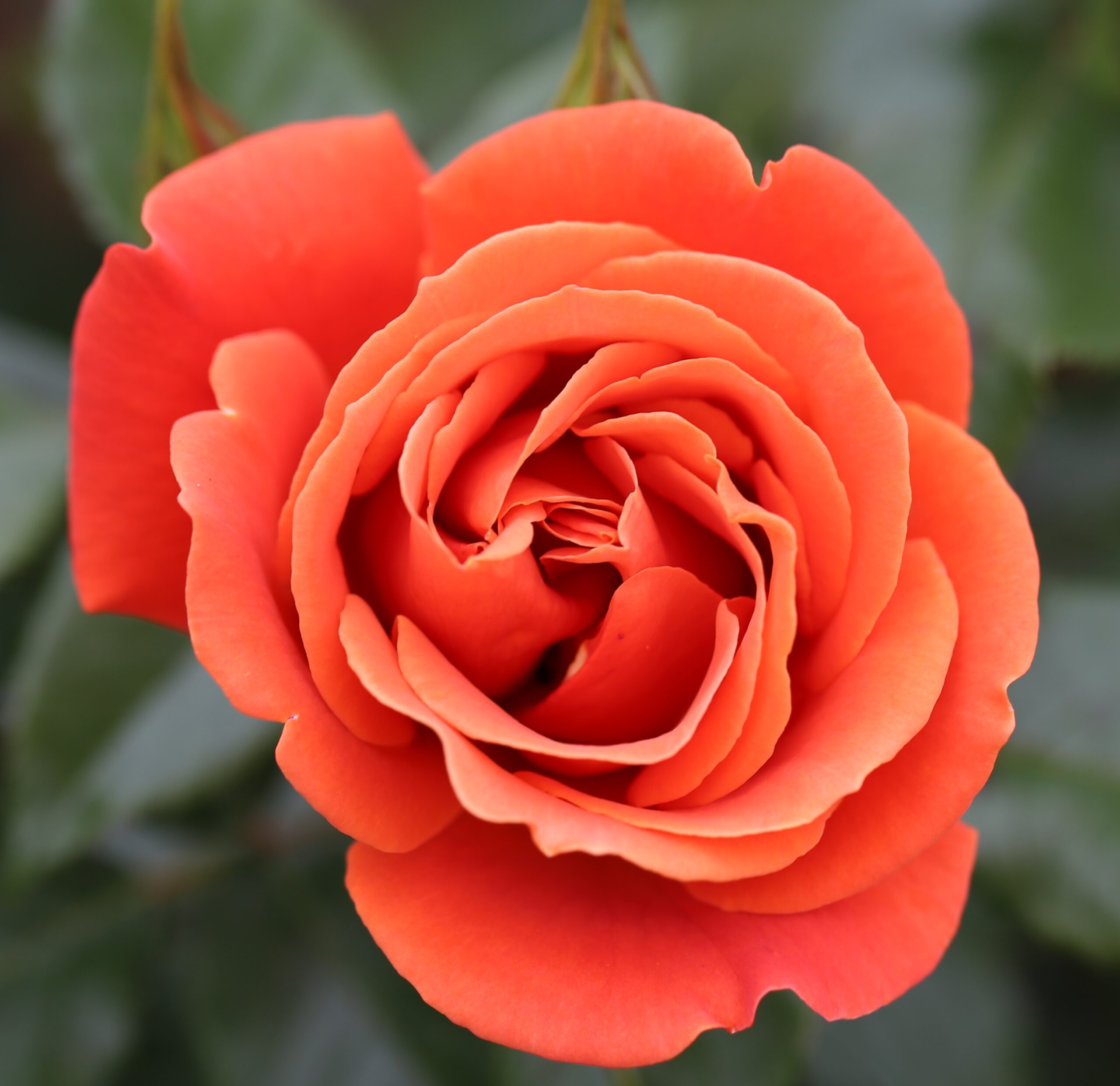 Picture of Bush Rose One Love