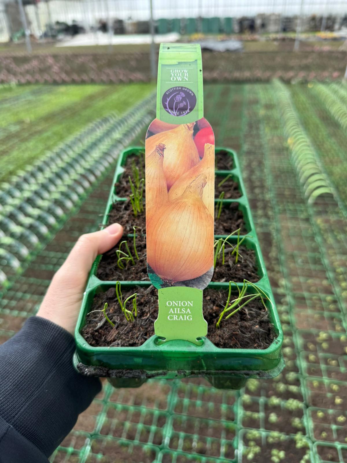 Picture of Onion Ailsa Craig