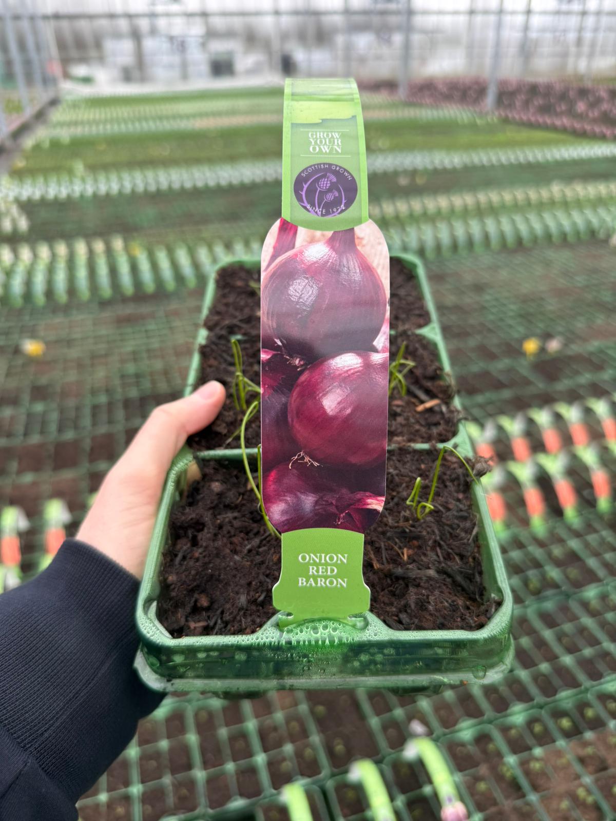 Picture of Onion Red Baron