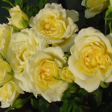 Picture of Patio Rose Our Dream