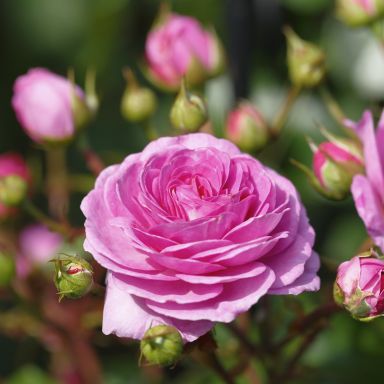 Picture of Rose Ozeana