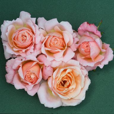 Picture of Patio Rose Peachy