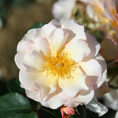 Picture of Shrub Rose Penelope