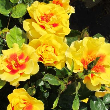 Picture of Climbing Rose Peters Persica