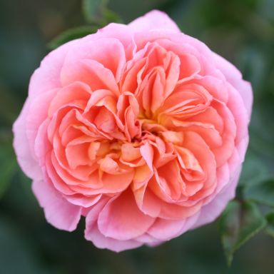 Picture of Climbing Rose Pirouette