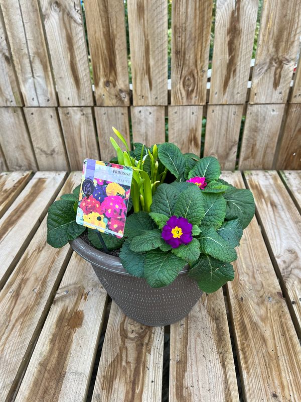 Picture of Primrose Planter Pisces