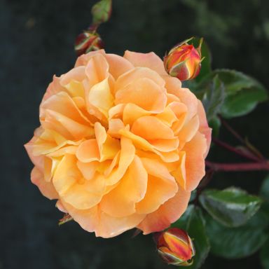 Picture of Std Rose Precious Amber
