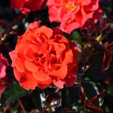 Picture of Bush Rose Precious Day