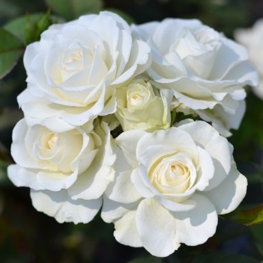 Picture of Bush Rose Precious Diamond 