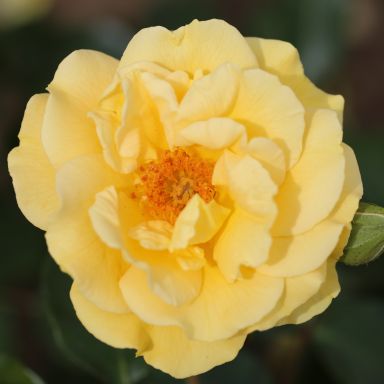 Picture of Std Rose Precious Gold