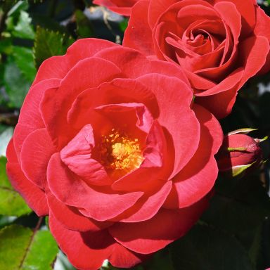 Picture of Std Rose Precious Ruby