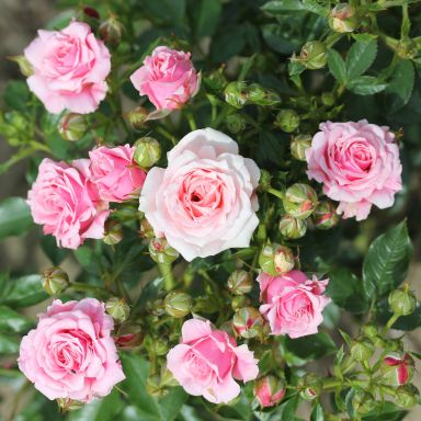 Picture of Patio Rose Pretty Polly