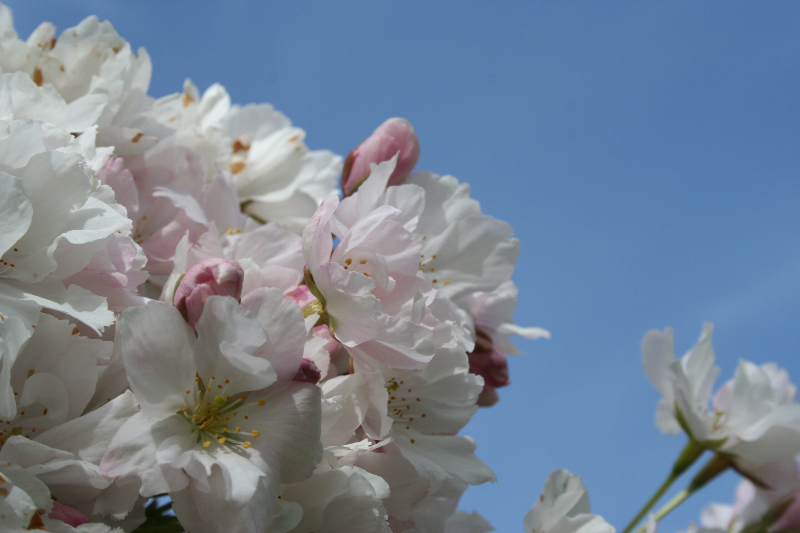 Picture of Prunus Amanogawa