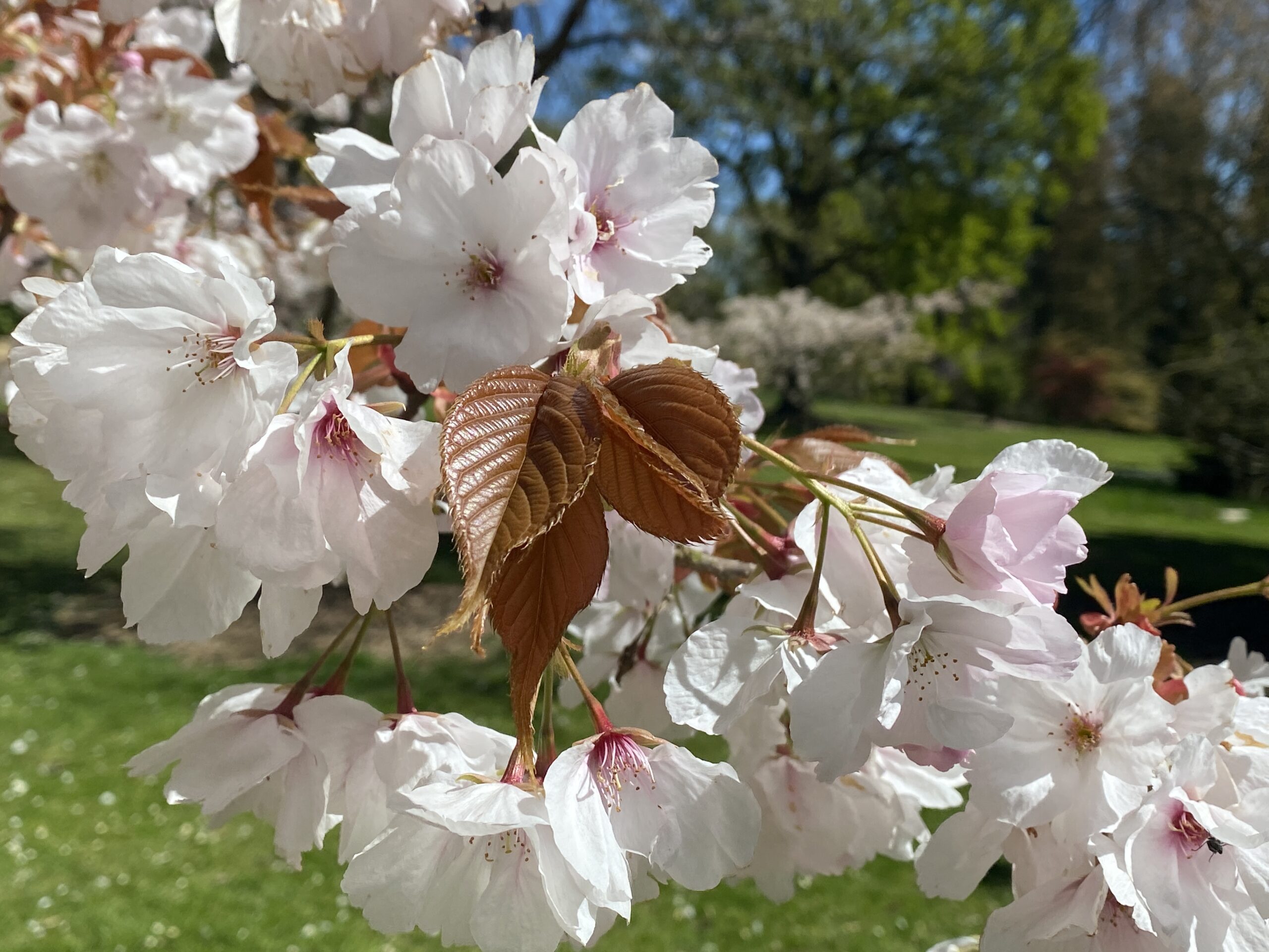 Picture of Prunus Chocolate Ice
